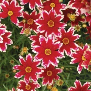 Coreopsis Lanceolata Live Plant – Laceleaf Tickseed – Full Sun Perennial - Image 1