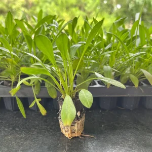 Coreopsis Lanceolata Live Plant – Laceleaf Tickseed – Full Sun Perennial - Image 6