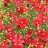 Coreopsis Red Satin Live Plant - Red Tickseed Perennial, 1 Gallon Pot, Zones 5-9 - Image 1