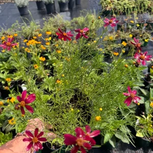 Coreopsis Red Satin Live Plant - Red Tickseed Perennial, 1 Gallon Pot, Zones 5-9 - Image 3