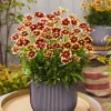 Coreopsis Solar Eclipse Live Plant – 3.5 inch Pot – Cherry Red & Yellow Flowers – Outdoor Perennial - Image 1