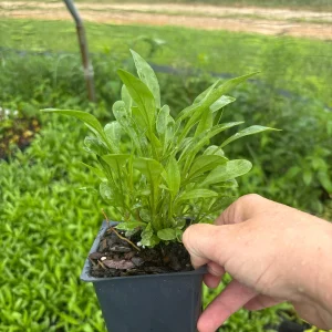 Coreopsis Solar Eclipse Live Plant – 3.5 inch Pot – Cherry Red & Yellow Flowers – Outdoor Perennial - Image 2