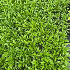 Coreopsis Solar Eclipse Live Plant – 3.5 inch Pot – Cherry Red & Yellow Flowers – Outdoor Perennial - Image 4