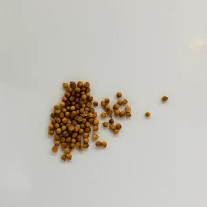 Coriander Seeds - 30 Seed Pack | Grow Fresh Cilantro Herb - Image 2