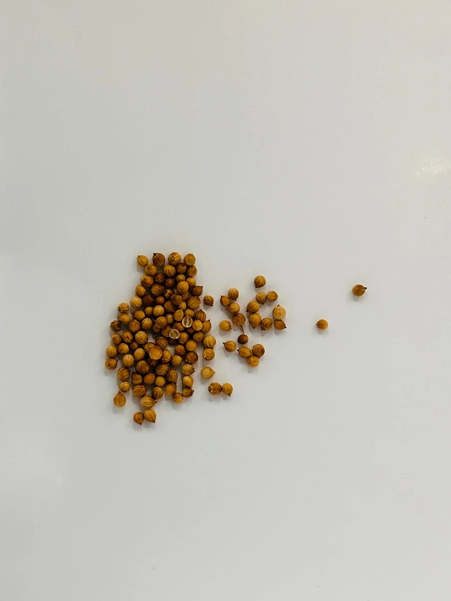Coriander Seeds - 30 Seed Pack | Grow Fresh Cilantro Herb - Image 2