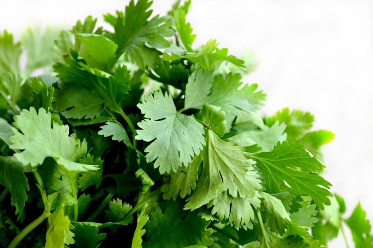 Coriander Seeds - 30 Seed Pack | Grow Fresh Cilantro Herb - Image 1
