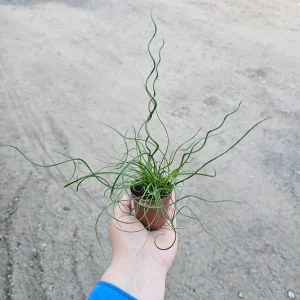 Corkscrew Rush Live Plant - Juncus Spiralis, 2in & 4in Pot, Indoor/Outdoor - Image 3