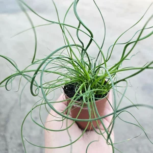 Corkscrew Rush Live Plant - Juncus Spiralis, 2in & 4in Pot, Indoor/Outdoor - Image 1