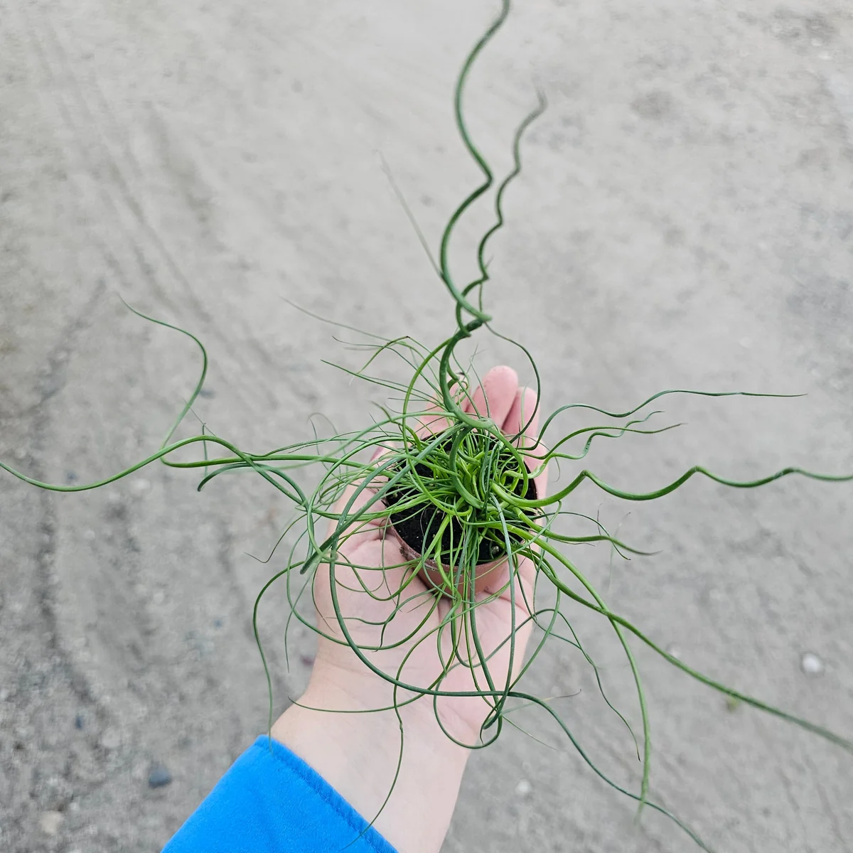 Corkscrew Rush Live Plant - Juncus Spiralis, 2in & 4in Pot, Indoor/Outdoor - Image 4
