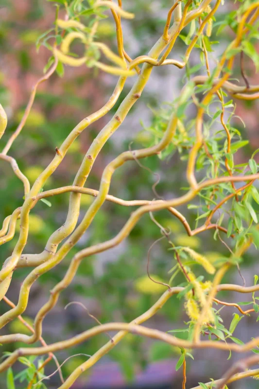 Corkscrew Willow Tree Live Plant – Salix matsudana 'Tortuosa' – 2-3 Feet Tall – Grafted - Image 1