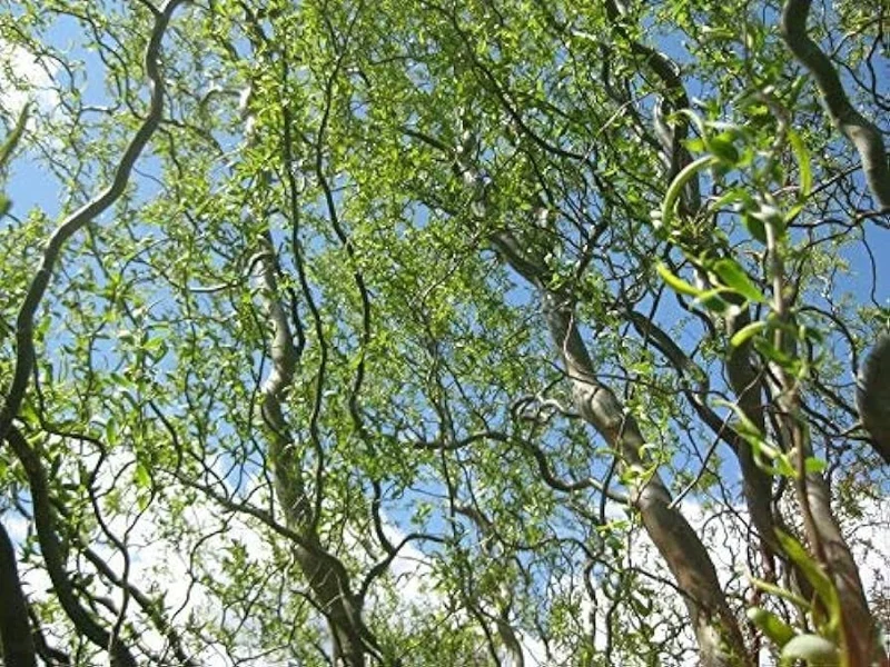 Corkscrew Willow Tree Live Plant – Salix matsudana 'Tortuosa' – 2-3 Feet Tall – Grafted - Image 2