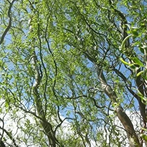 Corkscrew Willow Tree - Salix matsudana 'Tortuosa' Live Plant 4-5ft Tall - Grafted - Image 2
