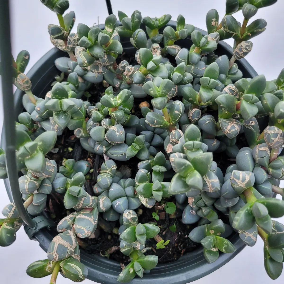Corpuscularia Lehmannii Ice Plant Succulent Live Plant - Grey-Green Leaves, Easy Care - Image 10