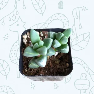Corpuscularia Lehmannii Ice Plant Succulent Live Plant - Grey-Green Leaves, Easy Care - Image 2