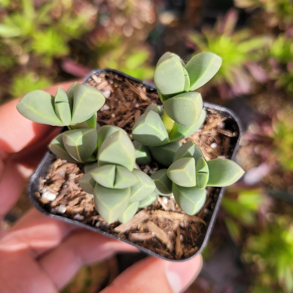Corpuscularia Lehmannii Ice Plant Succulent Live Plant - Grey-Green Leaves, Easy Care - Image 6