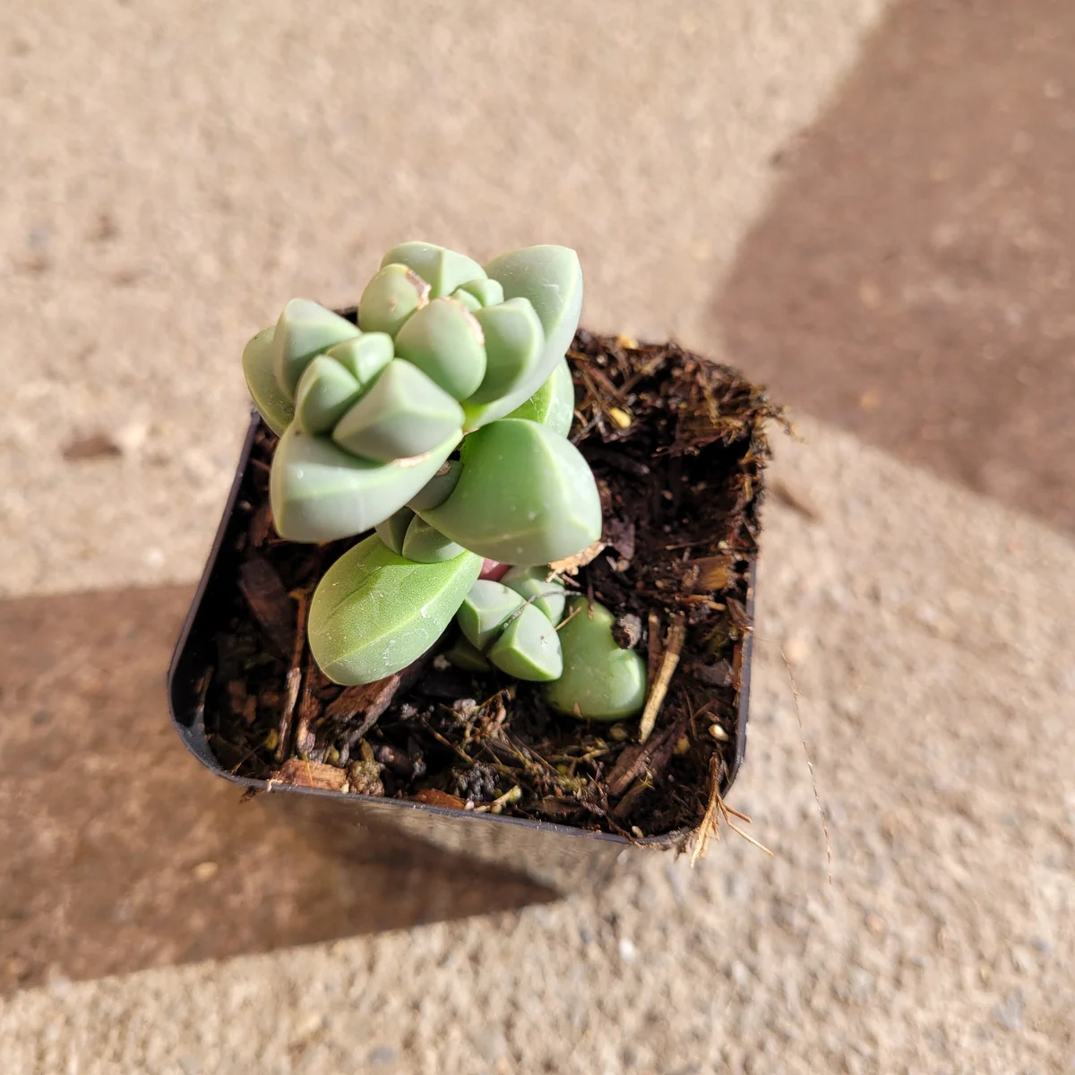 Corpuscularia Lehmannii Ice Plant Succulent Live Plant - Grey-Green Leaves, Easy Care - Image 7
