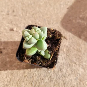 Corpuscularia Lehmannii Ice Plant Succulent Live Plant - Grey-Green Leaves, Easy Care - Image 8