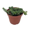 Corsican Blue Tears Sedum Live Plant – Sedum dasyphyllum – 3.7" Pot – Indoor/Outdoor Succulent - Image 1