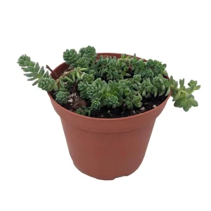 Corsican Blue Tears Sedum Live Plant – Sedum dasyphyllum – 3.7