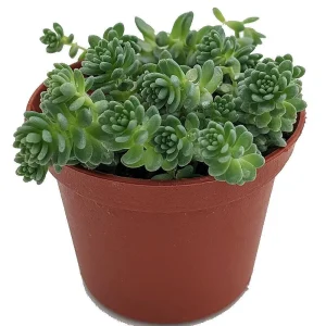Corsican Blue Tears Sedum Plant - Sedum dasyphyllum - Live Succulent - 2.5" Pot - Image 1