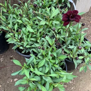 Cosmos Atrosanguineus ‘Chocamocha’ Live Plant – Chocolate Scented Flowers – 1 Gallon Pot - Image 2