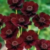 Cosmos Atrosanguineus ‘Chocamocha’ Live Plant – Chocolate Scented Flowers – 1 Gallon Pot - Image 1