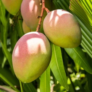 Cotton Candy Dwarf Mango Tree Live Plant – 3 Gallon Pot – Grafted & Rooted - Image 2