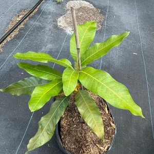 Cotton Candy Dwarf Mango Tree Live Plant – 3 Gallon Pot – Grafted & Rooted - Image 1