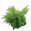Cotton Candy Fern Live Plant – Nephrolepis exaltata 'Smithii' – 4" Pot – Indoor - Image 1