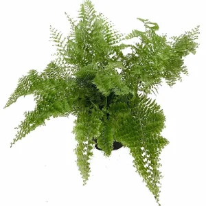 Cotton Candy Fern Live Plant – Nephrolepis exaltata 'Smithii' – 4