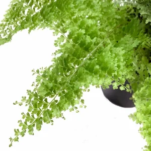 Cotton Candy Fern Live Plant – Nephrolepis exaltata 'Smithii' – 4