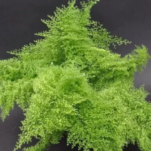 Cotton Candy Fern Live Plant – Nephrolepis exaltata 'Smithii' – 4
