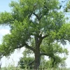 Cottonwood Tree (Populus deltoides) 2 Bare-root Live Plant Outdoor - Image 1