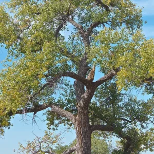 Cottonwood Tree (Populus deltoides) 2 Bare-root Live Plant Outdoor - Image 2