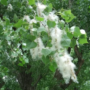 Cottonwood Tree (Populus deltoides) 2 Bare-root Live Plant Outdoor - Image 5