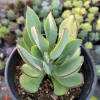 Cotyledon 'Mint Truffles' Succulent Plant – Live Indoor/Outdoor Succulent - Image 1