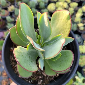 Cotyledon 'Mint Truffles' Succulent Plant – Live Indoor/Outdoor Succulent - Image 2