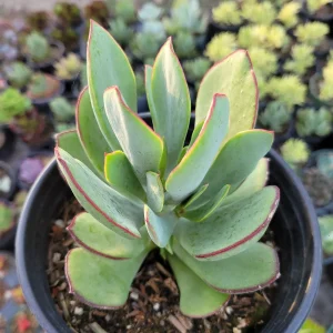 Cotyledon 'Mint Truffles' Succulent Plant – Live Indoor/Outdoor Succulent - Image 1