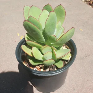 Cotyledon 'Mint Truffles' Succulent Plant – Live Indoor/Outdoor Succulent - Image 5