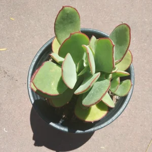 Cotyledon 'Mint Truffles' Succulent Plant – Live Indoor/Outdoor Succulent - Image 6