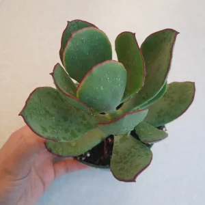 Cotyledon 'Mint Truffles' Succulent Plant – Live Indoor/Outdoor Succulent - Image 8