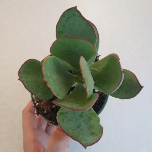 Cotyledon 'Mint Truffles' Succulent Plant – Live Indoor/Outdoor Succulent - Image 9