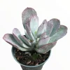 Cotyledon Orbiculata 'Frostbite' Live Succulent Plant - Drought Tolerant - Image 1