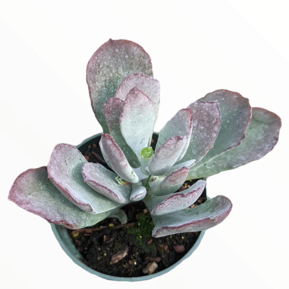 Cotyledon Orbiculata 'Frostbite' Live Succulent Plant - Drought Tolerant - Image 2