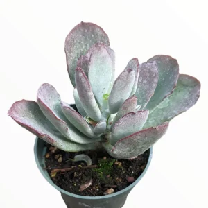 Cotyledon Orbiculata 'Frostbite' Live Succulent Plant - Drought Tolerant - Image 1