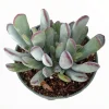 Cotyledon orbiculata 'Happy Young Lady' Succulent Live Plant - Image 1