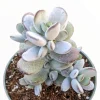Cotyledon orbiculata 'Ping Pong' Succulent Live Plant - Rare & Easy Care - Image 1