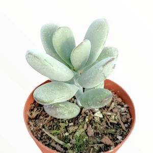 Cotyledon orbiculata 'Ping Pong' Succulent Live Plant - Rare & Easy Care - Image 5