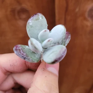 Cotyledon orbiculata 'Ping Pong' Succulent Live Plant - Rare & Easy Care - Image 7