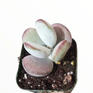 Cotyledon orbiculata 'Ping Pong' Succulent Live Plant - Rare & Easy Care - Image 9